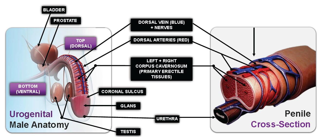 DORSAL VEIN (أزرق) + NERVES DORSAL ARTERIES EFT + RIGHT CORPUS CAVERNOSيُعرَّف ضعف الانتصاب بأنه عدم القدرة على تحقيق الانتصاب والحفاظ عليه بشكل كافٍ لممارسة الجنس المرضي.SUES)